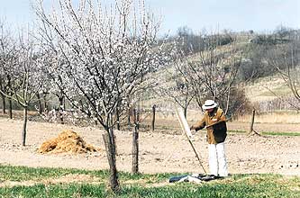 Vitali painting blossoming apricot-trees